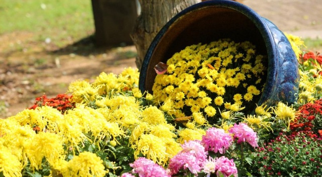 組圖|打卡菊花展 徜徉花海